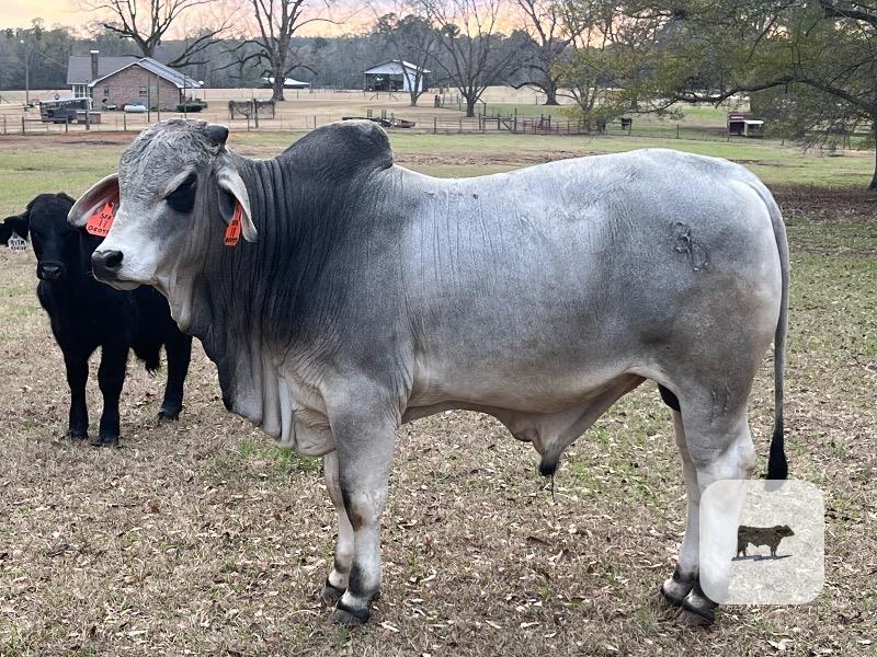Cattle Range Listing Photo