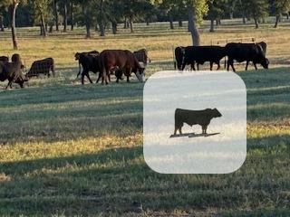 Cattle Range Listing Photo