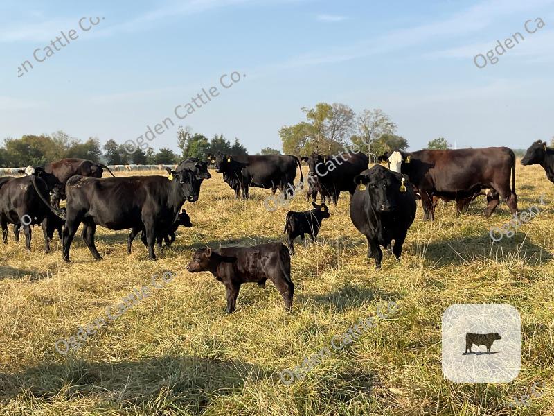 Cattle Range Listing Photo