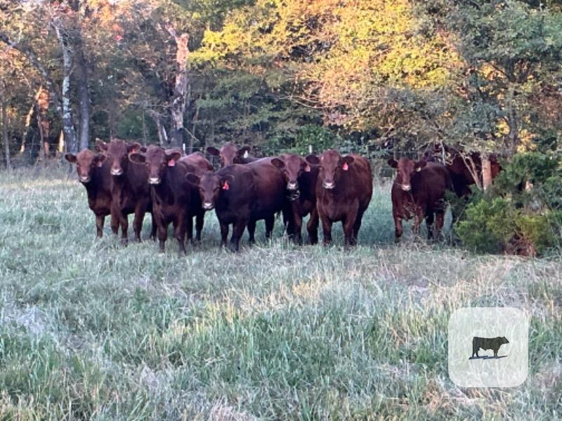 Cattle Range Listing Photo