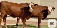 16 Santa Gertrudis & Santa Gertrudis/Hereford Rep. Heifers... Central TX