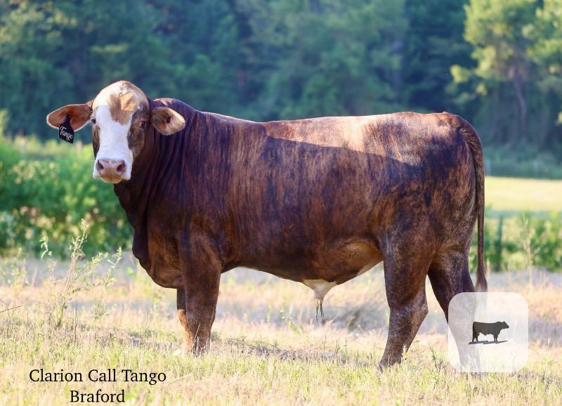 Cattle Range Listing Photo