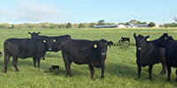 42 Angus & Black Baldy Cows... Southwest MO