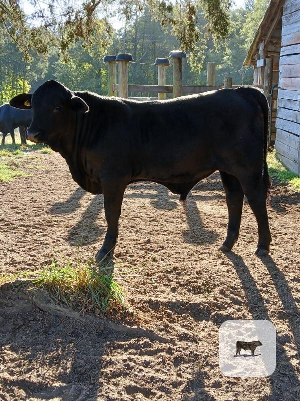 Cattle Range Listing Photo