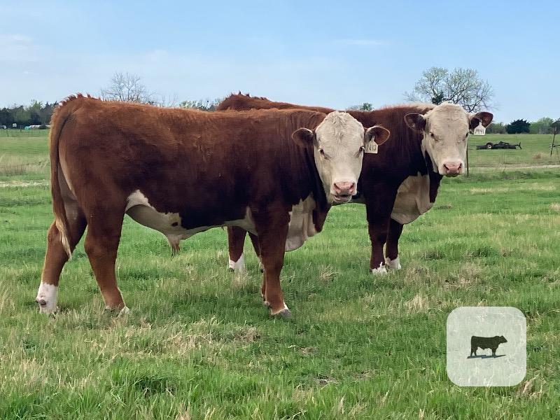 Cattle Range Listing Photo