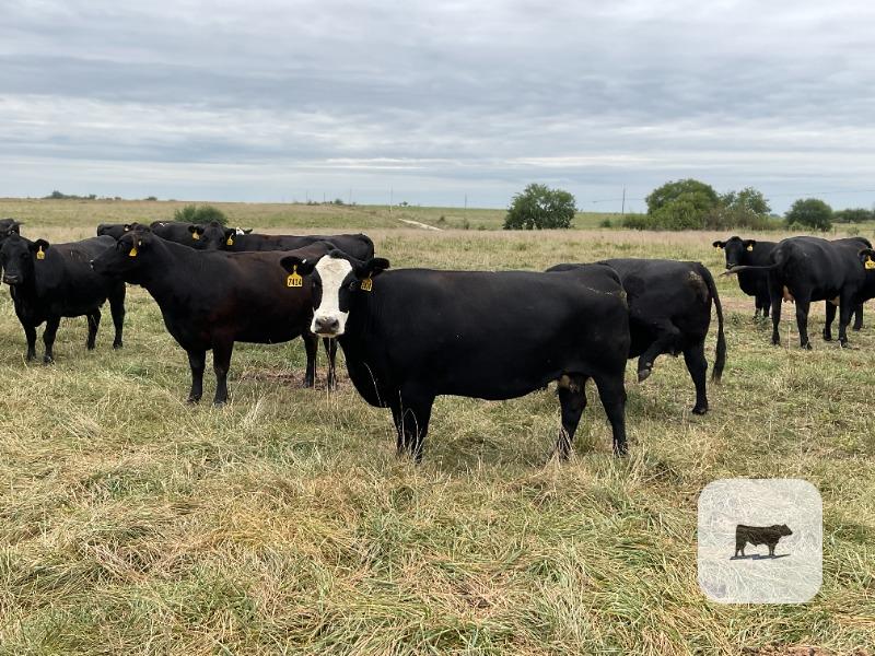 Cattle Range Listing Photo