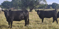 80 Angus, Brangus, & Charolais Cross Bred Heifers... North TX