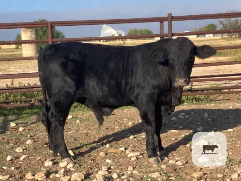 Cattle Range Listing Photo