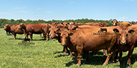 40 Red Angus & RWF Cows... Southwest MO