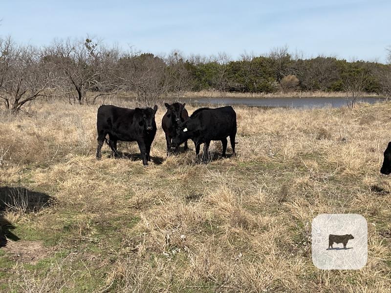 Cattle Range Listing Photo