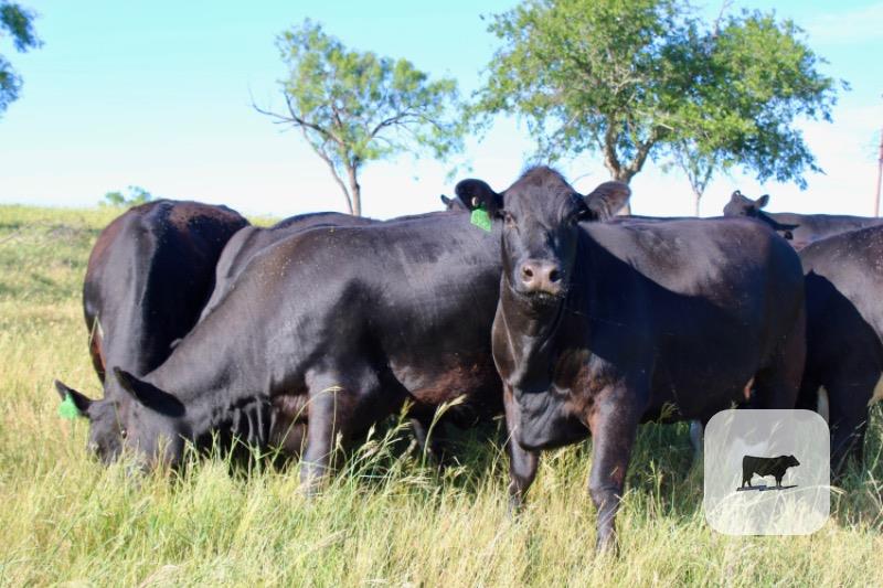 Cattle Range Listing Photo