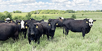 42 Angus & BWF Cows... Southwest MO