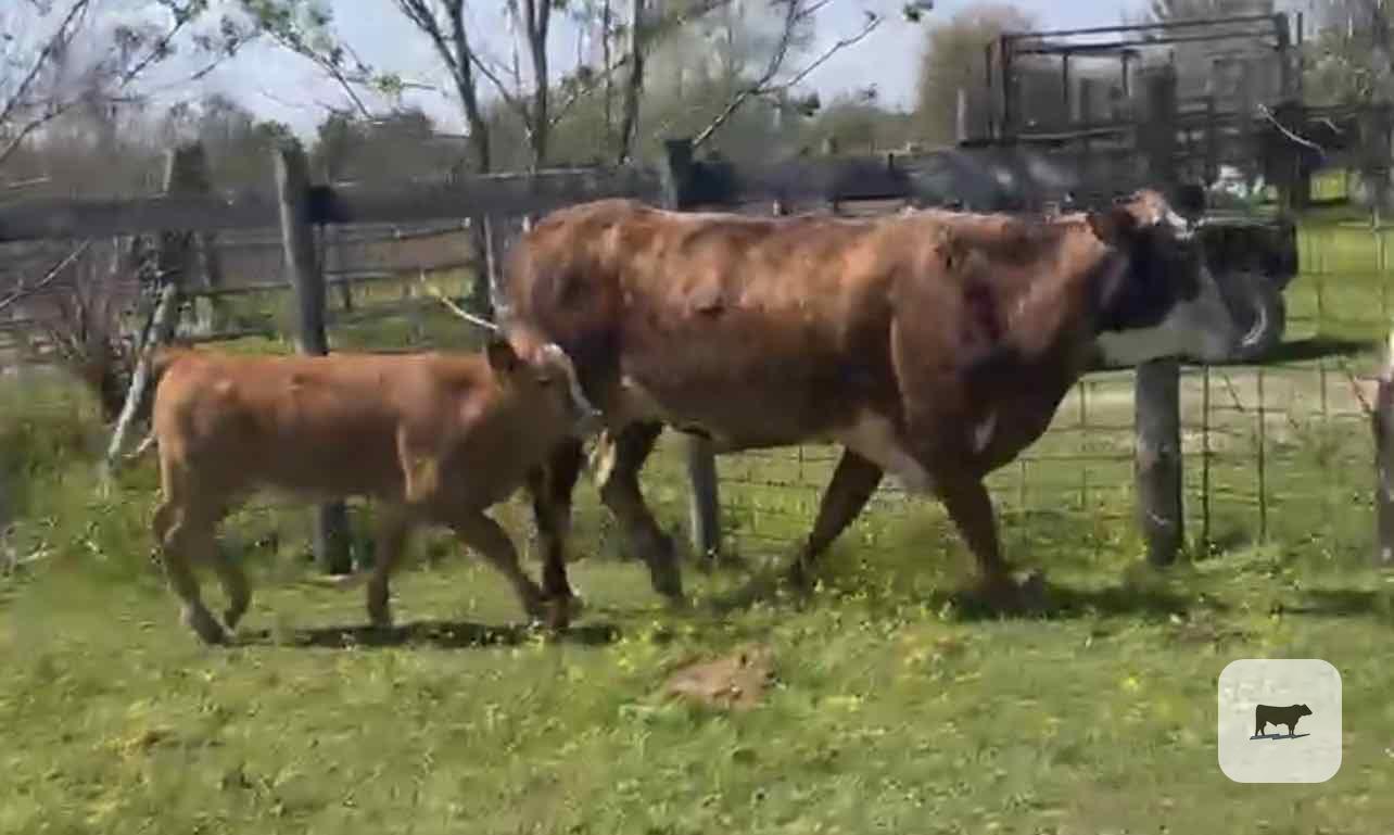 Cattle Range Listing Photo