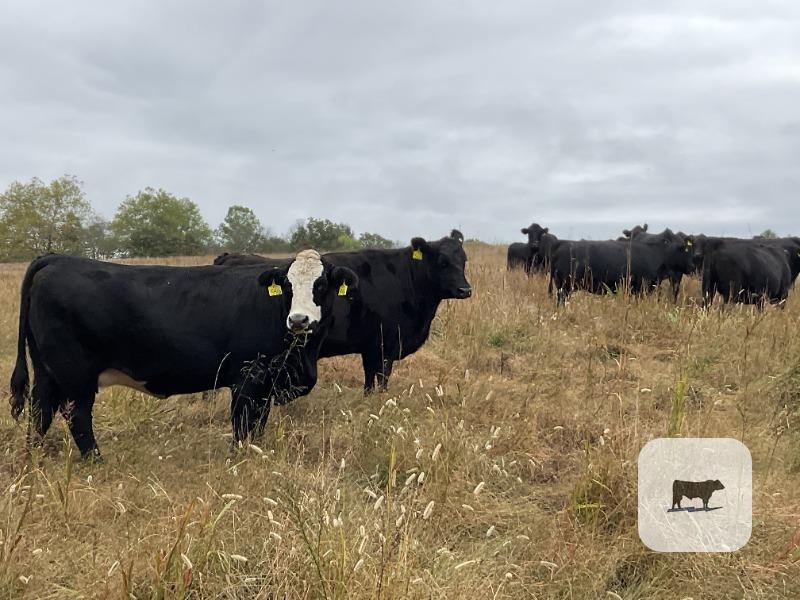 Cattle Range Listing Photo