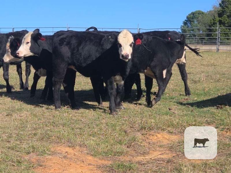 Cattle Range Listing Photo 4