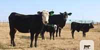 2 Angus/Hereford 'BWF' 1st-Calf Pairs... Central TX