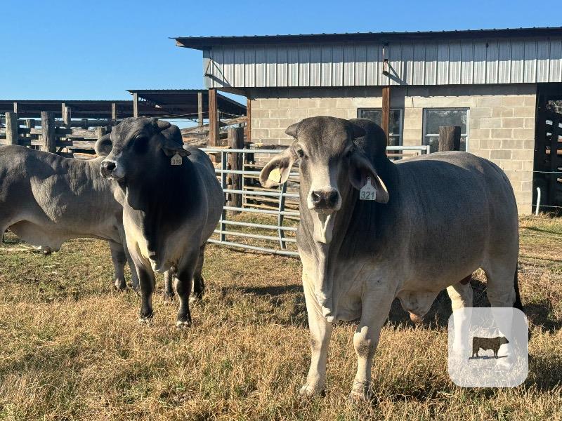 Cattle Range Listing Photo