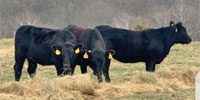 18 Angus Bred Heifers... Central MO
