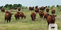 200	Red Angus Bred Heifers ~ BVD-PI Neg... North TX - FD