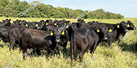 70 Angus & BWF Rep. Heifers... Southwest MO