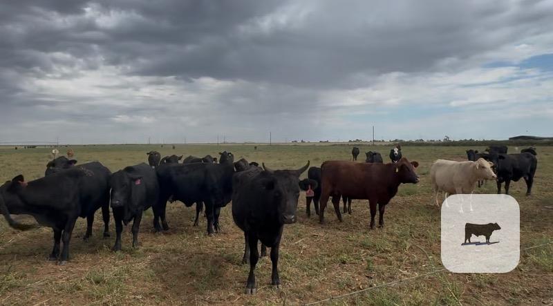 Cattle Range Listing Photo