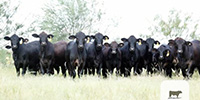 35 Brangus Cross Rep. Heifers... South TX