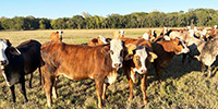 38 F1 Braford/Tigerstripe Bred Heifers... Southeast TX