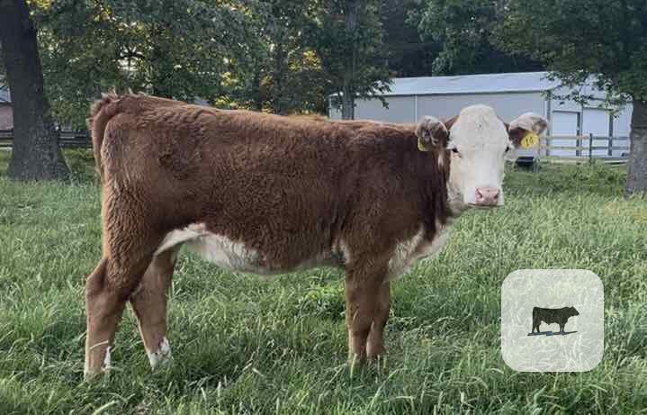 Cattle Range Listing Photo