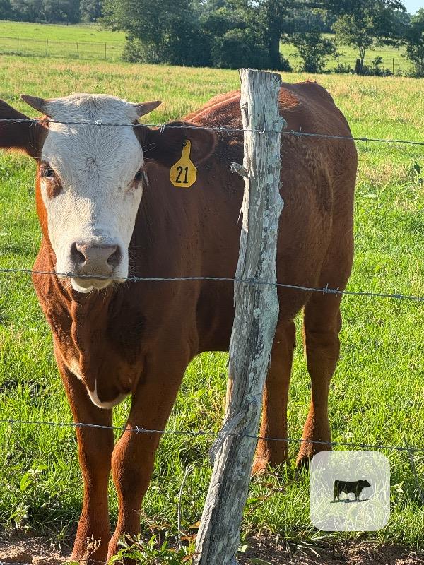 Cattle Range Listing Photo
