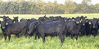 155	Angus & BWF Rep. Heifers... SW Missouri
