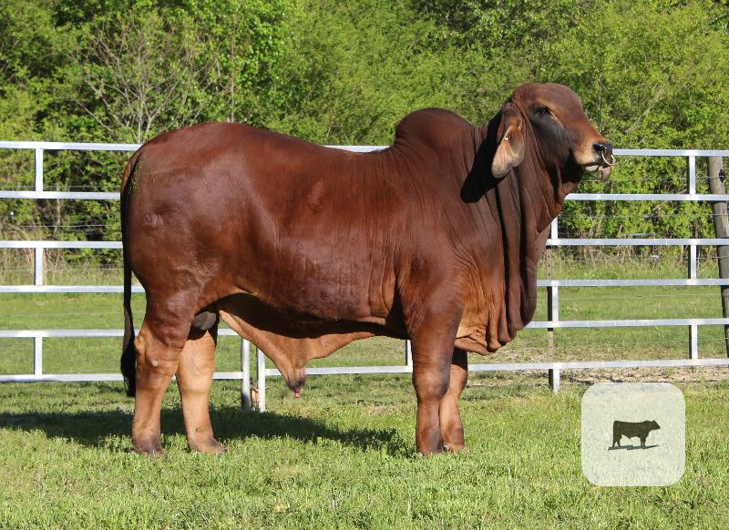 Cattle Range Listing Photo