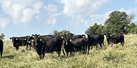 40 Angus & Black Baldy Cows... Southwest MO