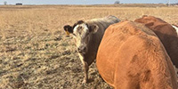 1 Charolais Cow... Central KS