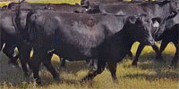 114 Angus Bred Heifers... TX Panhandle