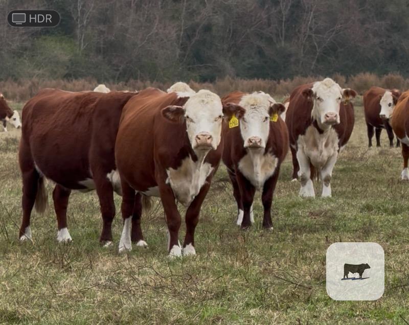 Cattle Range Listing Photo