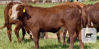 12 Santa Gertrudis/Hereford Rep. Heifers...Central TX