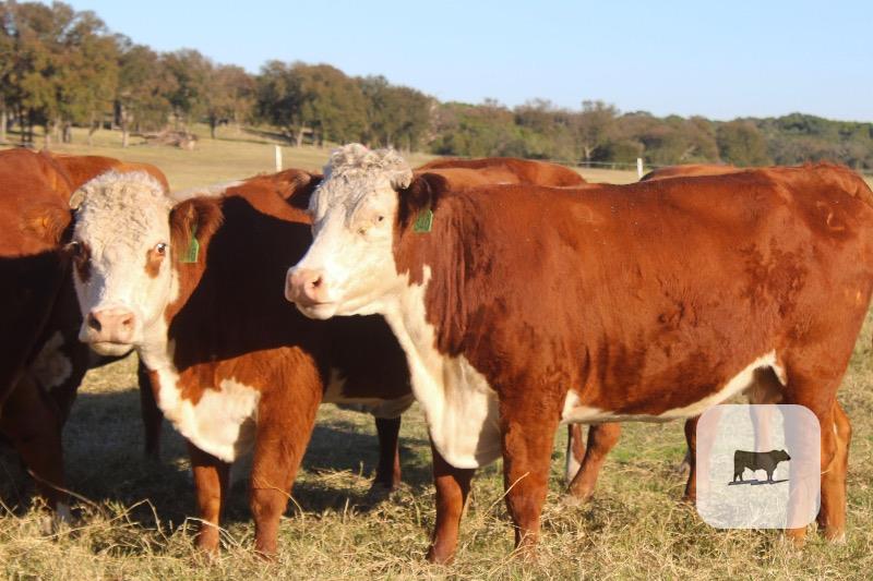 Cattle Range Listing Photo