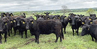 40 Angus & BWF Cows... SW Missouri