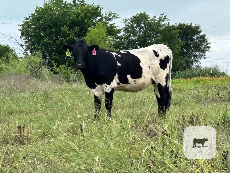 Cattle Range Listing Photo