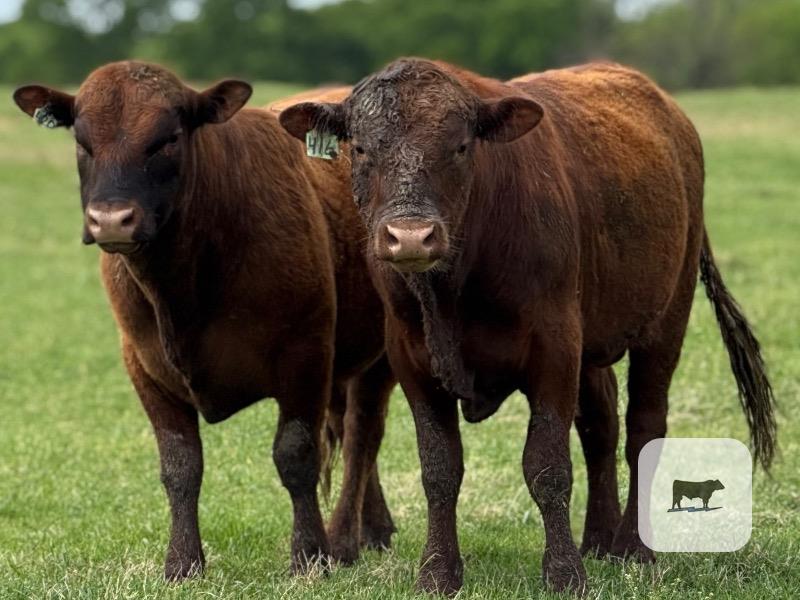 Cattle Range Listing Photo