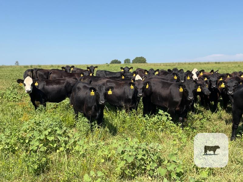 Cattle Range Listing Photo
