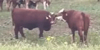 150	Red, RWF, Black, BWF, & Brangus Type Bred Heifers... S. Central TX