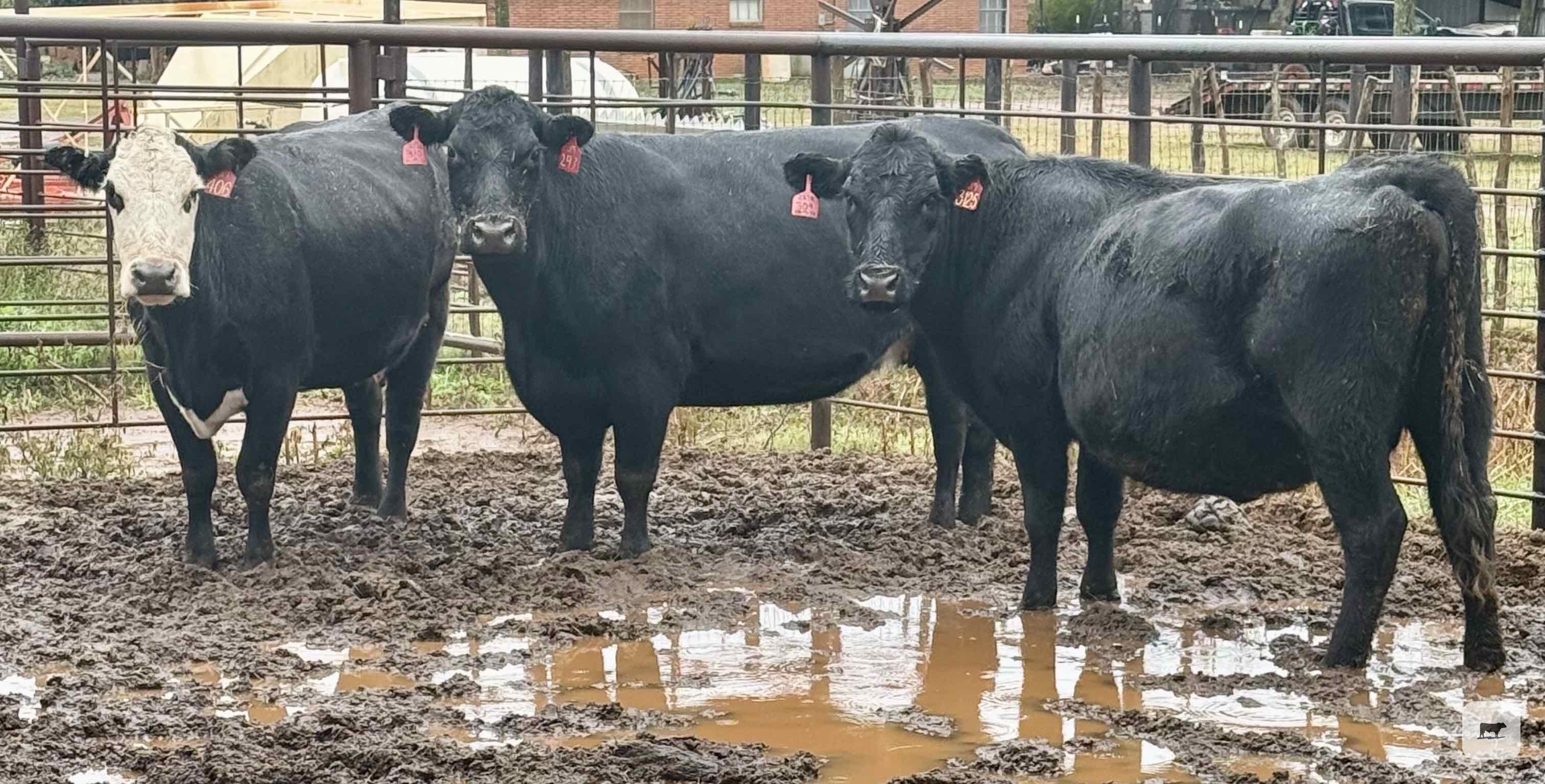 Cattle Range Listing Photo