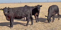 22 Angus 1st-Calf Pairs... TX Panhandle