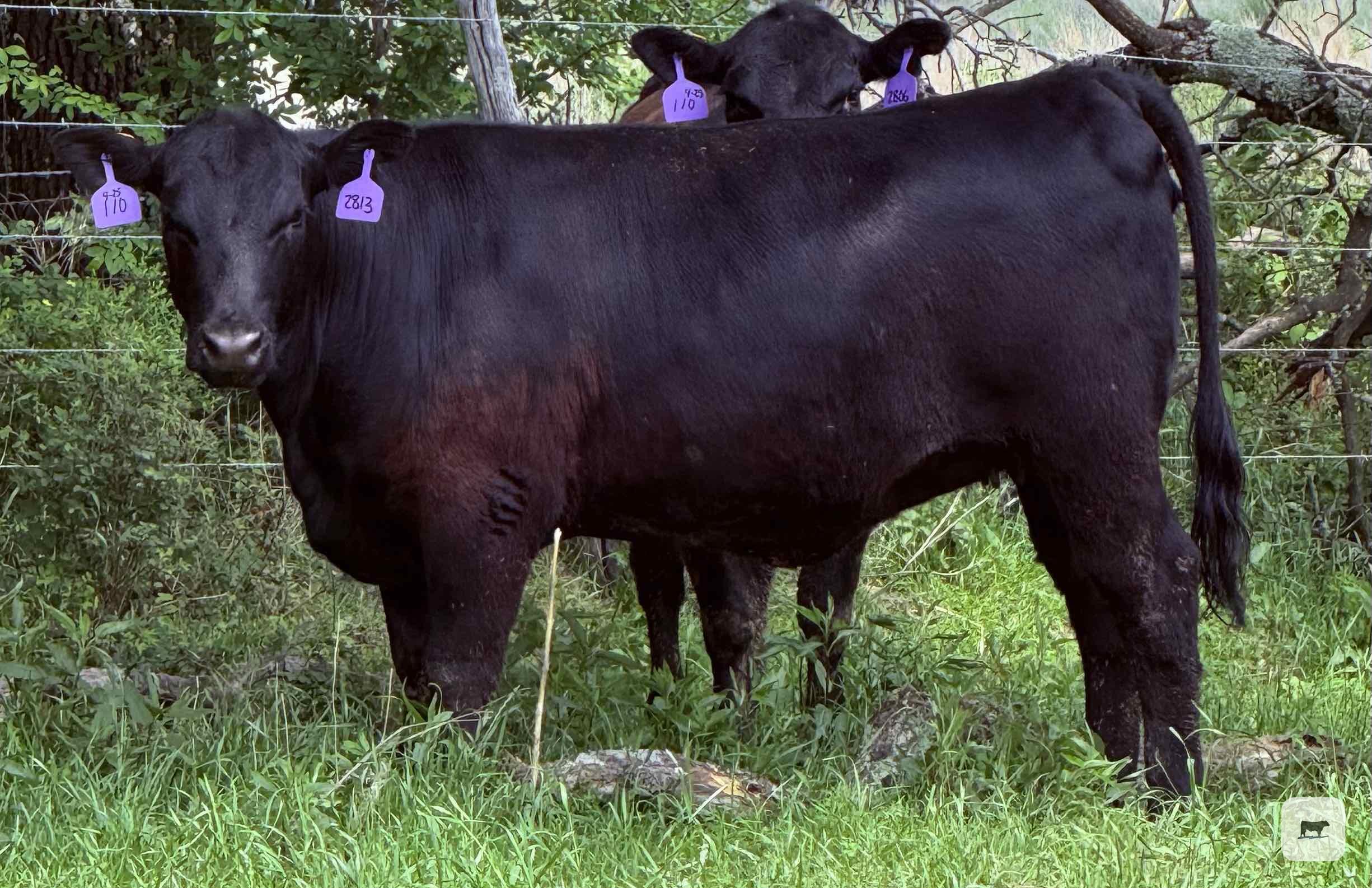 Cattle Range Listing Photo