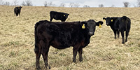 80 Angus & Black Baldy Rep. Heifers... Southwest MO