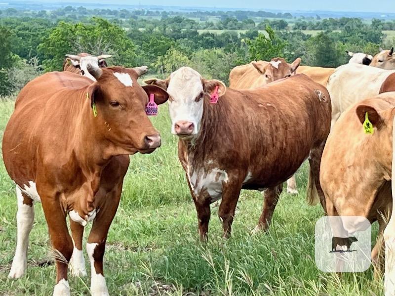 Cattle Range Listing Photo