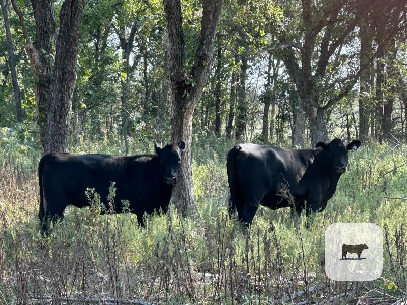 Cattle Range Listing Photo