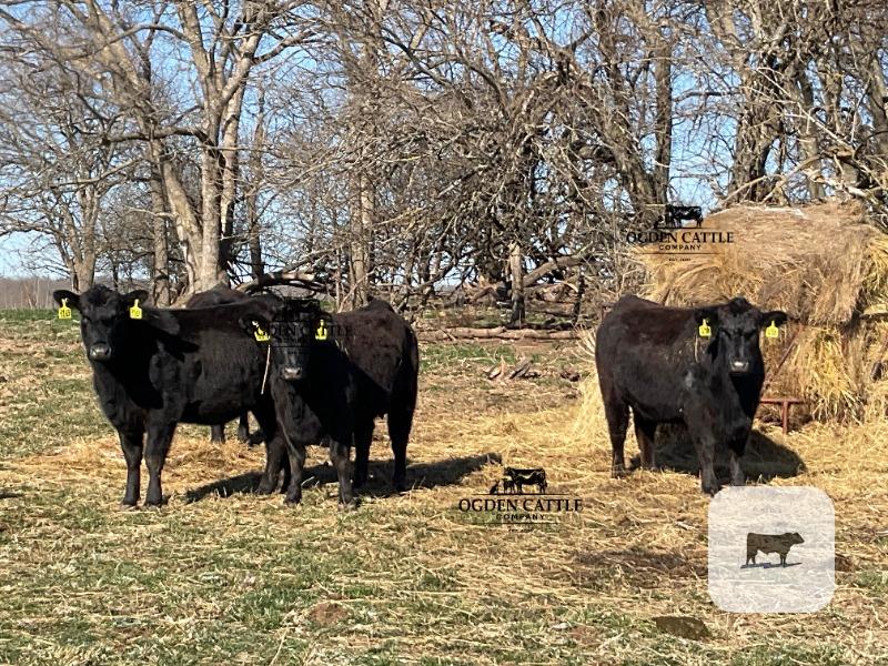 Cattle Range Listing Photo