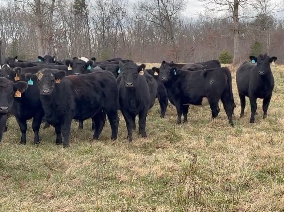 Cattle Range Listing Photo